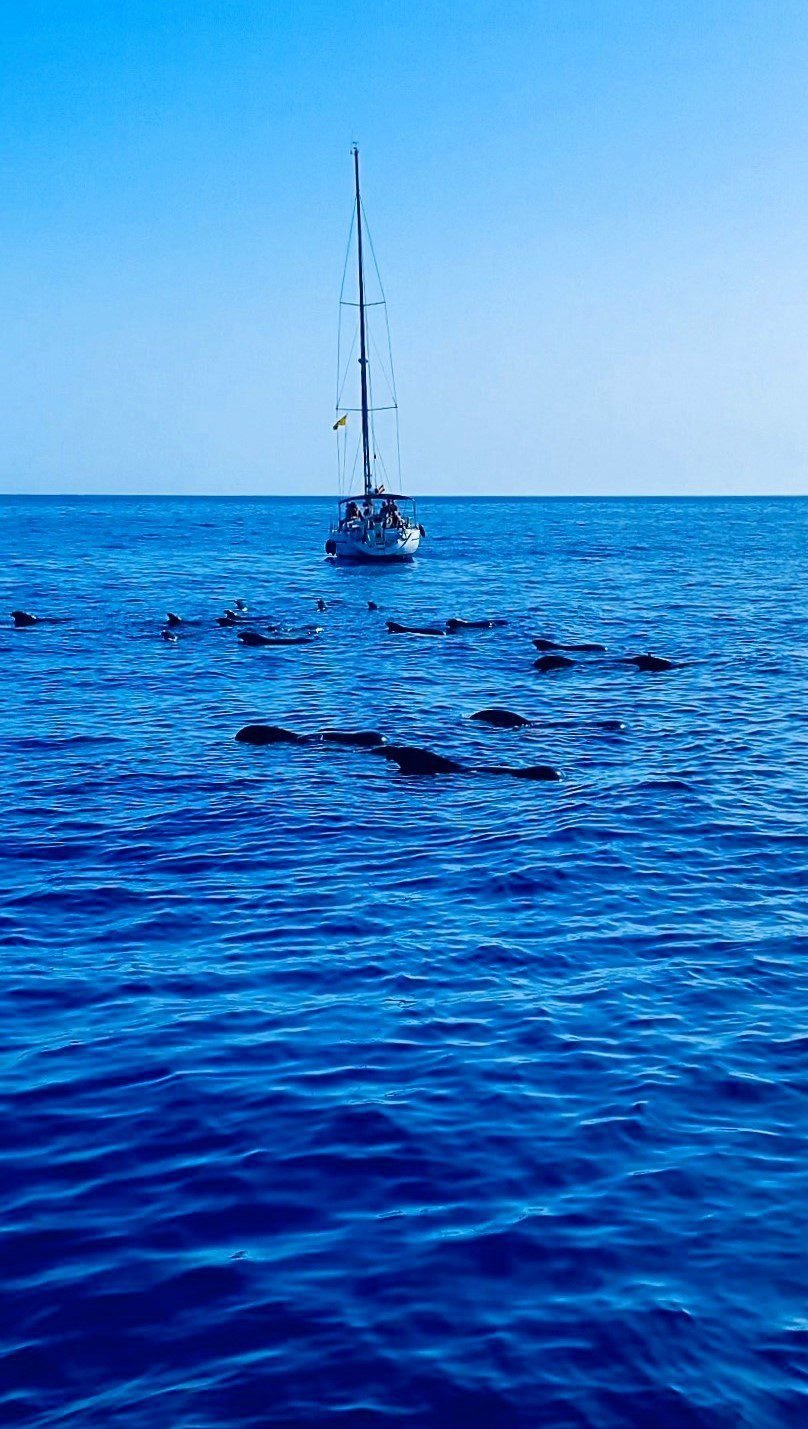 excursions en bateau à tenerife