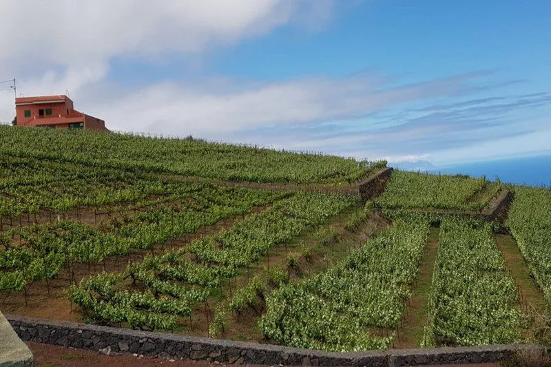 Read more about the article PRIVATE TEIDE & WINE TOUR