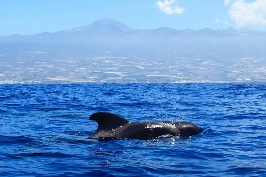 Read more about the article PRIVATE TOUR: TEIDE & WHALE WATCHING