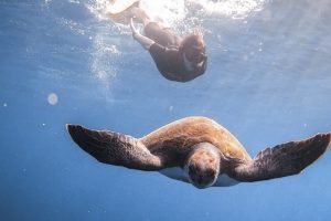 Privates Schnorchelerlebnis in Los Cristianos für 4 Erwachsene und 1 Kind - 11. Juli 2025